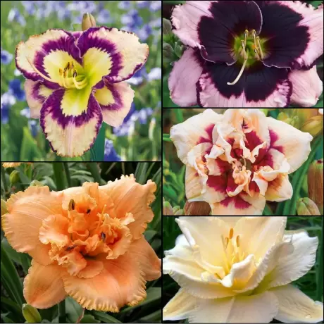 Hemerocallis Mix 5