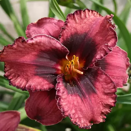 Hemerocallis Night Breeze