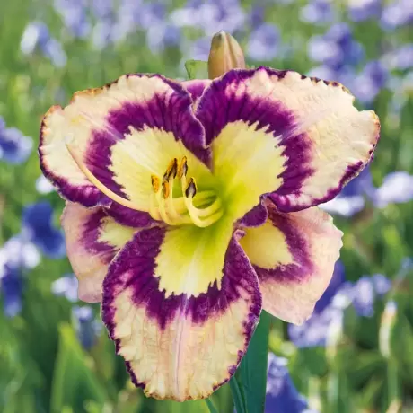 Hemerocallis Spacecoast Seashells