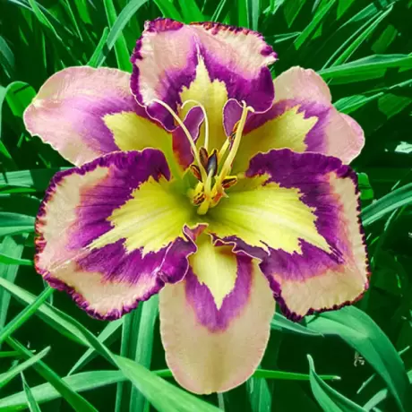 Hemerocallis Spacecoast