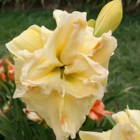 Hemerocallis Vanyla Fluff 