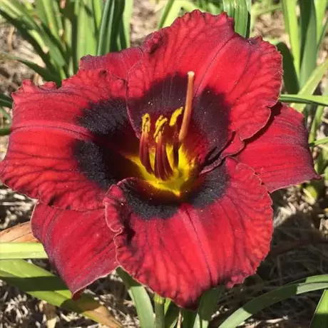 Hemerocallis Velvet Eyes