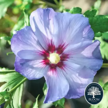 Hibiscus Azurri Vandeputte - Ghiveci 3 l - Înălțime 50 - 60 cm