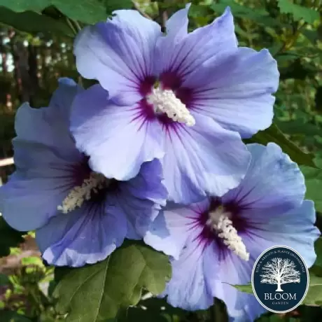 Hibiscus Blue Satin - Ghiveci 3 l - Înălțime 50 - 60 cm