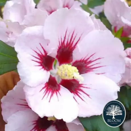 Hibiscus Hamabo Vandeputte - Ghiveci 3 l - Înălțime 50 - 60 cm