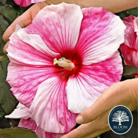 Hibiscus Kopper King - Ghiveci 3 l - Înălțime 50 - 60 cm