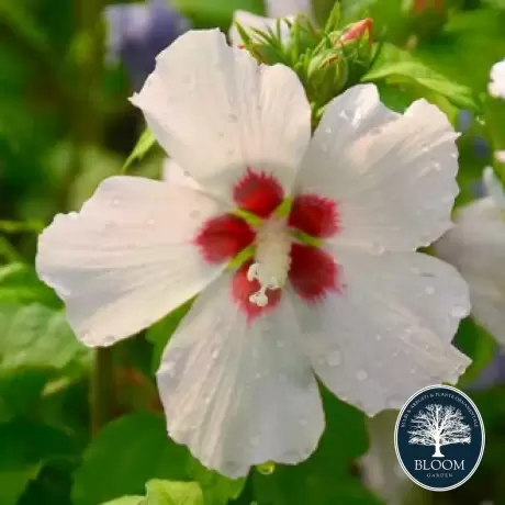 Hibiscus Mathilde - Ghiveci 3 l - Înălțime 50 - 60 cm