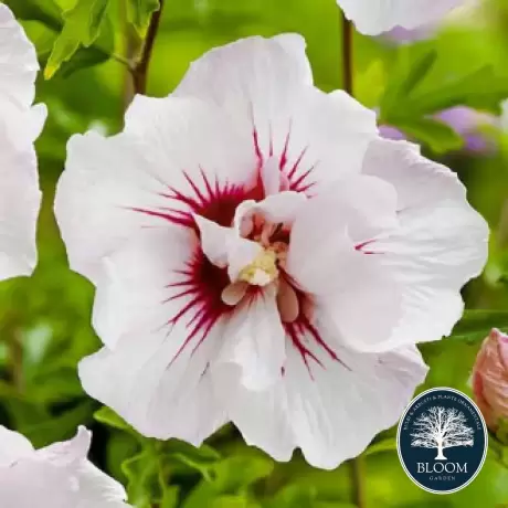 Hibiscus Monstrosus Vandeputte - Ghiveci 3 l - Înălțime 50 - 60 cm