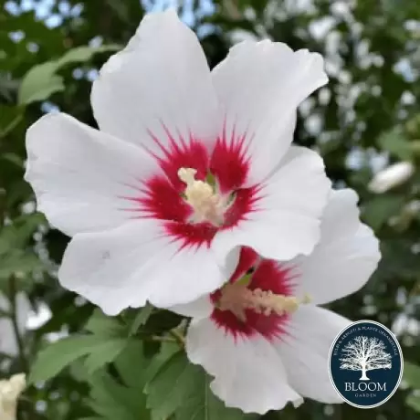 Hibiscus Shintaeyang Vandeputte - Ghiveci 3 l - Înălțime 50 - 60 cm