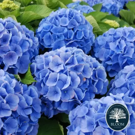 Hortensia Hydrangea Macrophylla Bodensee la Ghiveci 3L (30-40 cm)