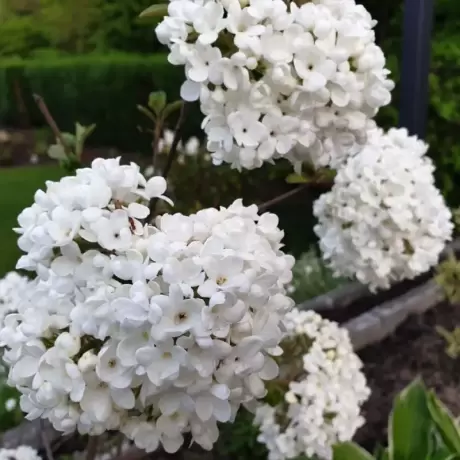 Hortensia Bulgare de Zapada la Ghiveci 3L (30-40 cm)