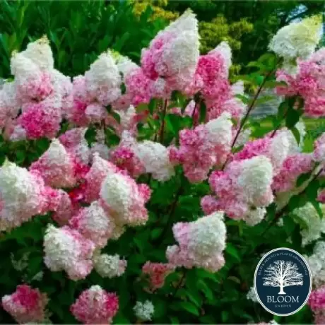 Hortensia Fraise Melba la Ghiveci 3L (30-40 cm)