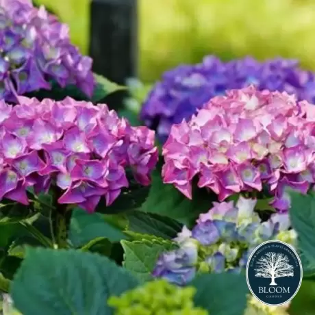 Hortensia Double Pink la Ghiveci 3L (30-40 cm)