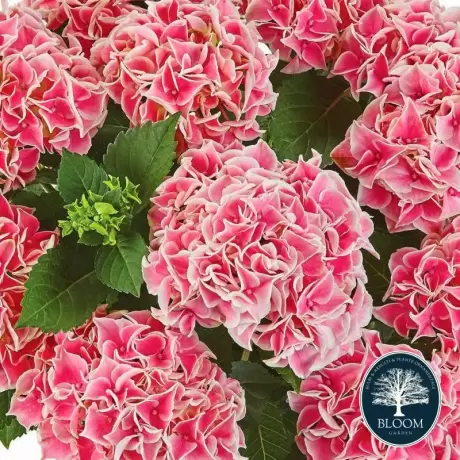 Hortensia Red Queen la Ghiveci 3L (30-40 cm)