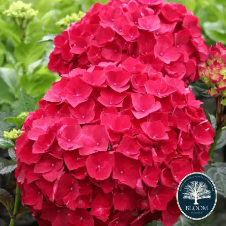 Hortensia Hot Red la Ghiveci 3L (30-40 cm)