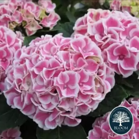 Hortensia Pink White la Ghiveci 3L (30-40 cm)