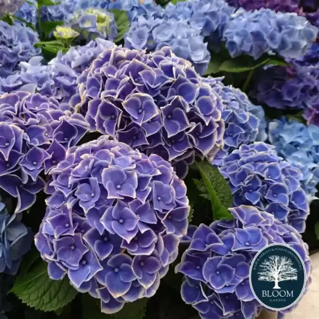 Hortensia Endless Summer la Ghiveci 3L (30-40 cm)