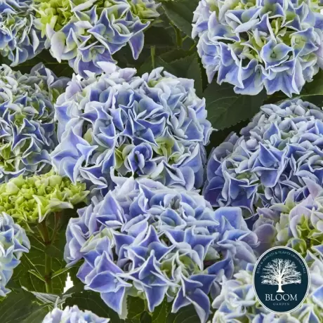 Hortensia Hydrangea Macrophylla Fabolo Blue la Ghiveci 3L (30-40 cm)