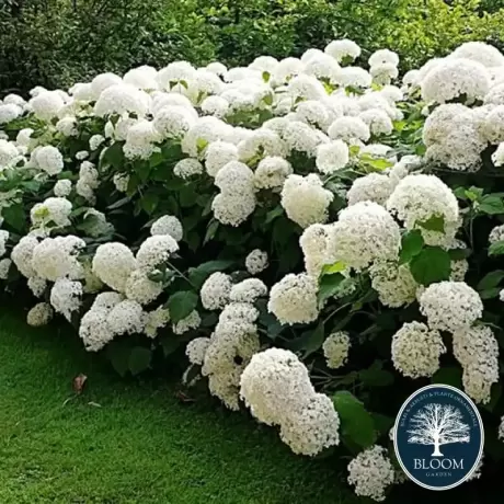 Hortensia Machrophylla White la Ghiveci 3L (30-40 cm)