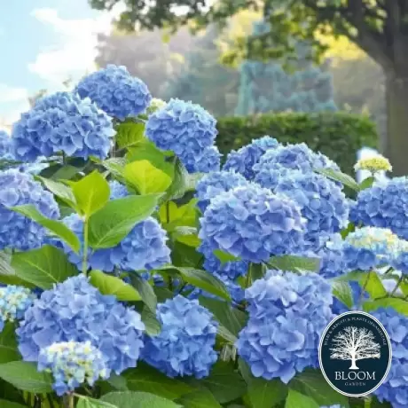 Hortensia macrophylla Nikko Blue la Ghiveci 3L (30-40 cm)