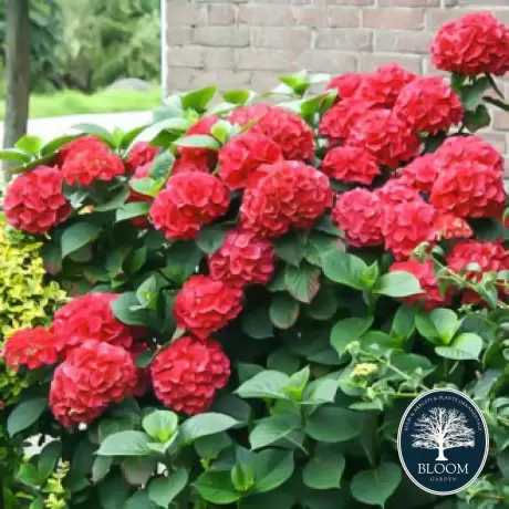 Hortensia macrophylla Red Miss Hepburn la Ghiveci 3L (30-40 cm)