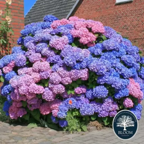 Hortensia macrophylla Bouquet Rose la Ghiveci 3L (30-40 cm)