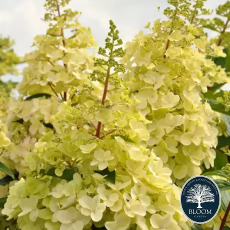 Hortensia paniculata Candlelight la Ghiveci 3L (30-40 cm)