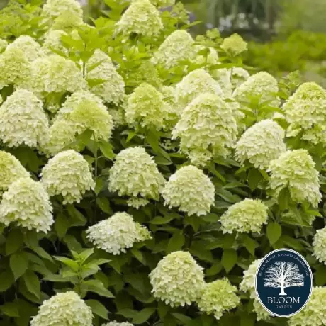 Hortensia paniculata Limelight la Ghiveci 3L (30-40 cm)