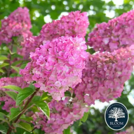 Hortensia Sundae Fraise la Ghiveci 3L (30-40 cm)