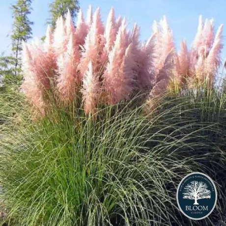 Iarbă de Pampas Cortaderia Selloana Pink în Ghiveci de 2 l, înăltime 30 - 40 cm