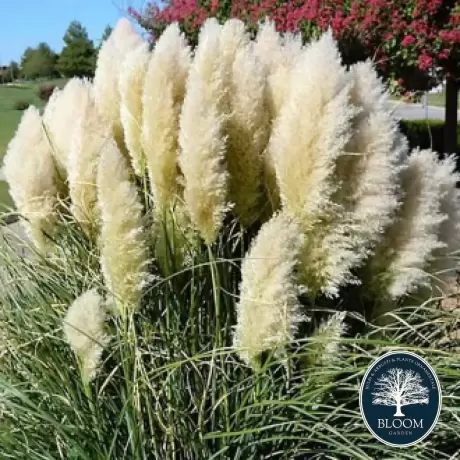 Iarbă de Pampas Cortaderia Selloana White în Ghiveci de 2 l, înăltime 30 - 40 cm