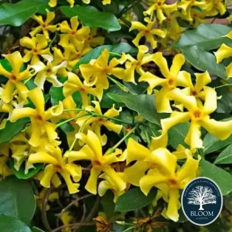 Dipladenia Galbena - Ghiveci de 2 l - Inaltime 30 - 40 cm