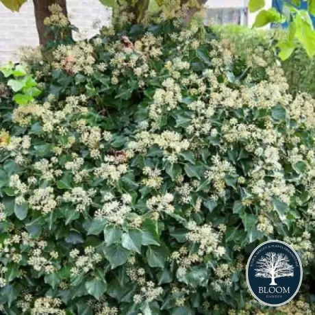 Iederă Arborescens Vandeputte - Ghiveci 2 l - Inaltime 30 - 40 cm