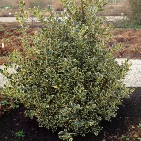 Ilex Aguifolium Argentea Marginata la Ghiveci (40 - 60 cm)