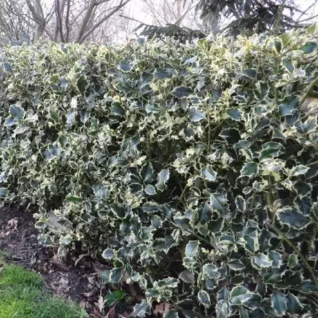 Ilex Aguifolium Argentea Marginata la Ghiveci (40 - 60 cm)