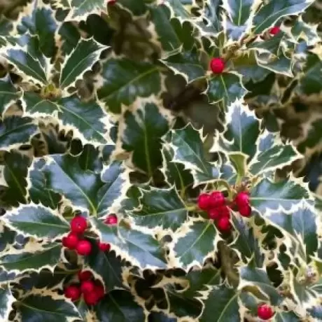 Ilex Aguifolium Argentea Marginata la Ghiveci (40 - 60 cm)