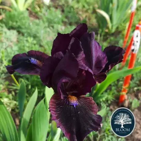 Bulbi de Iris Germanica Pitic Black