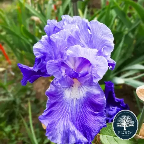 Bulbi de Iris Germanica Pitic Blue Gem