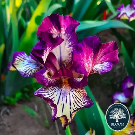 Bulbi de Iris Germanica Pitic Double Purple 