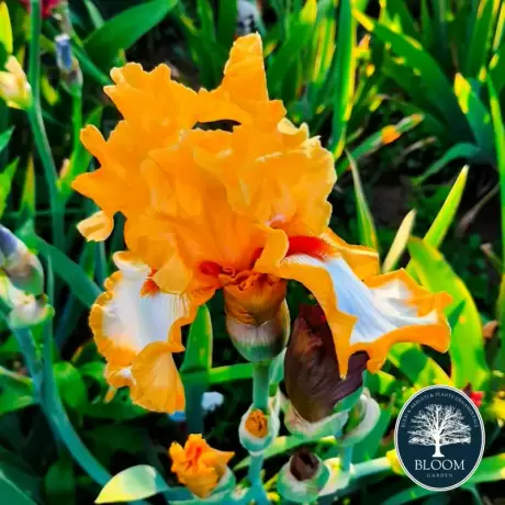 Bulbi de Iris Germanica Pitic Orange