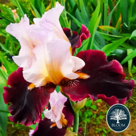 Bulbi de Iris Germanica Pitic Pink Queen