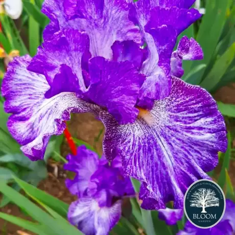 Bulbi de Iris Germanica Pitic Purple King