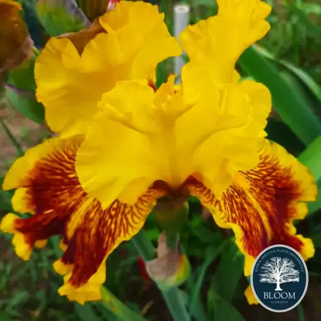 Bulbi de Iris Germanica Pitic Yellow King