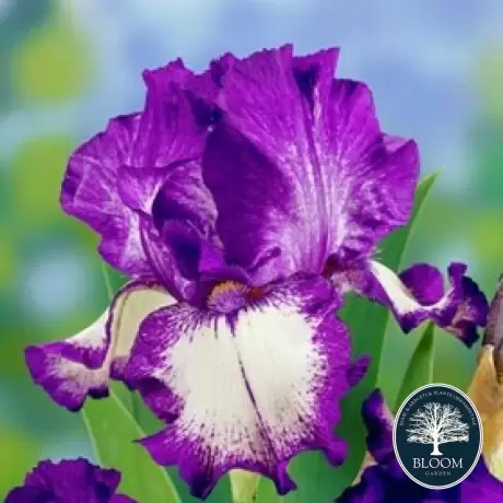 Rizomi de Iris Germanica Crinoline