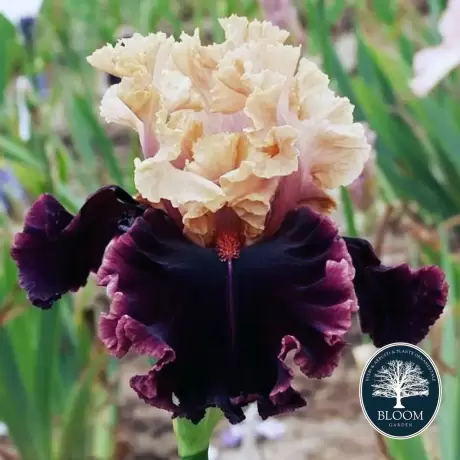 Rizomi de Iris Germanica Velvet Cream