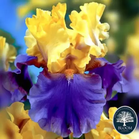 Rizomi de Iris Germanica Edith Wolford 