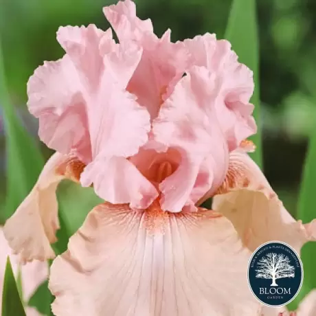 Rizomi de Iris Germanica Pink Tafette 