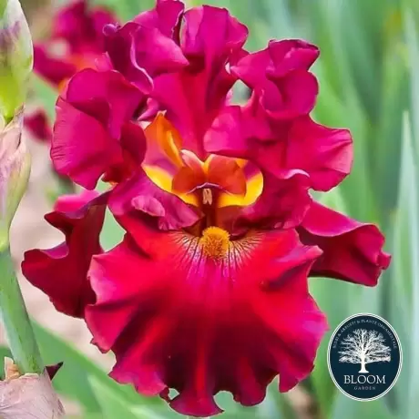 Rizomi de Iris Germanica Red