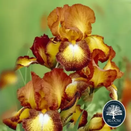 Rizomi de Iris Germanica Spotted Yellow 