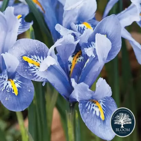 Bulbi de Iris reticulata Alida